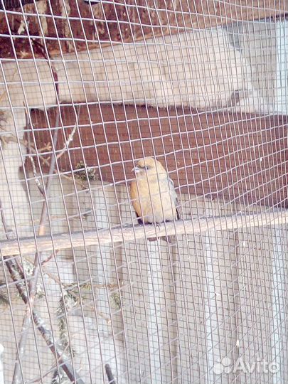 Лесные птицы