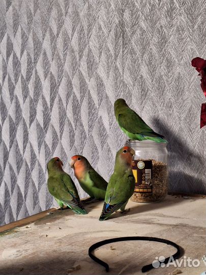 Попугай неразлучники