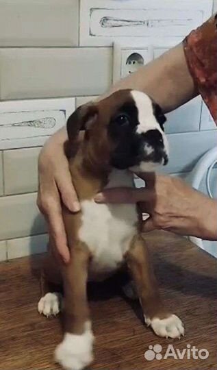 Щенки боксера рыжие, РКФ, Москва