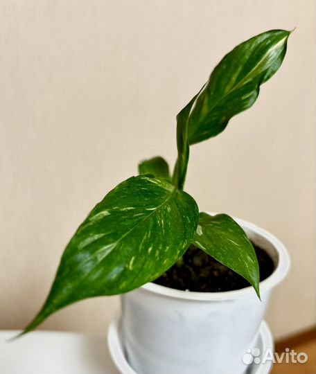 Спатифиллум джемени