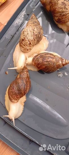 Улитка Ахатина