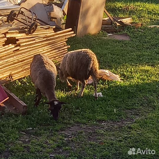 Продаю баранов