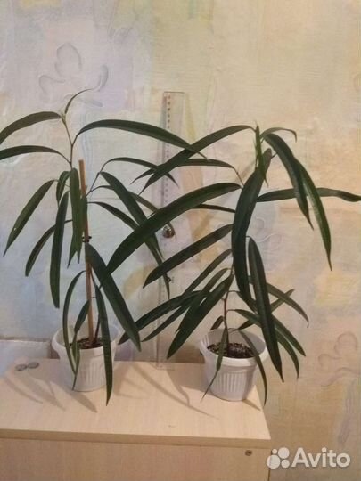 Фикусы разные