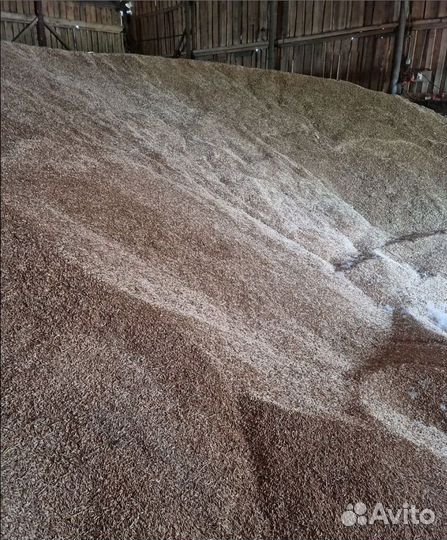 Пшеница озимая, Кормовой ячмень на корм/посев