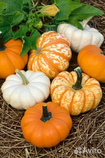 Тыква оптом