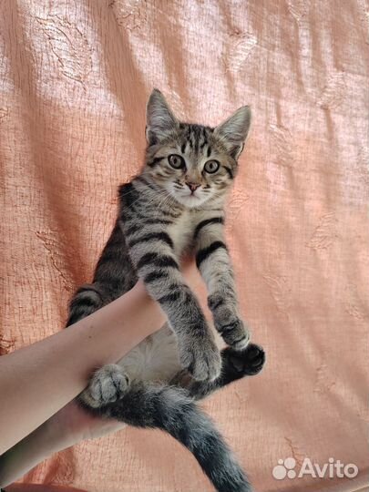 Европейская кошка