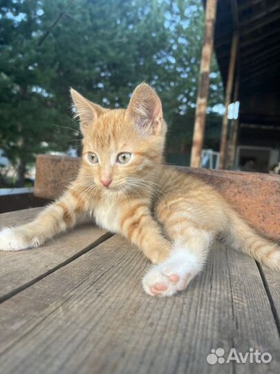 Котенок мальчик рыжий