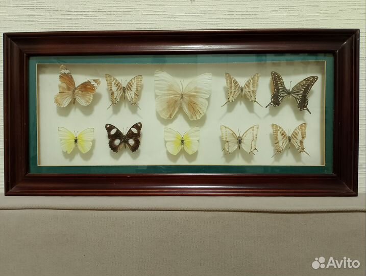 Коллекция бабочек в рамке