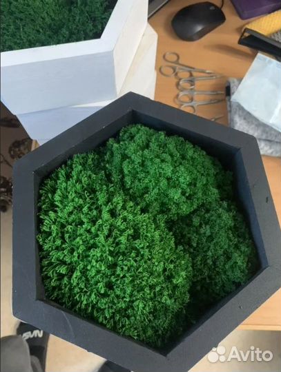 Стабилизированный мох для декора стен опт