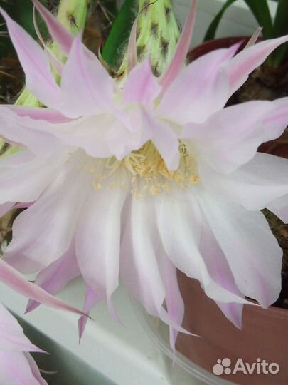 Кактус Эхинопсис