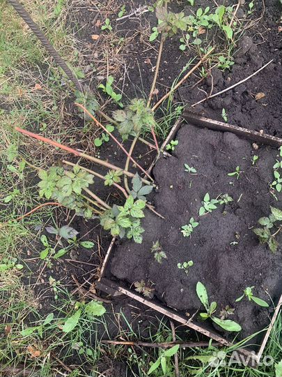 Саженцы ежевики бесшиповной