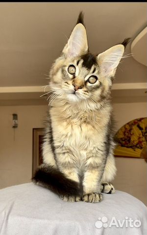 Котята Мейн-кун из питомника