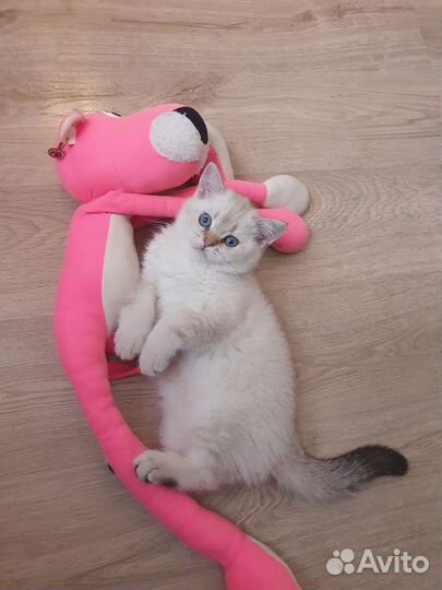 Шотландский котёнок девочка колор-поинт табби