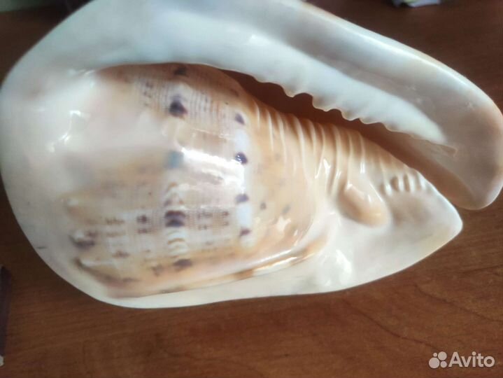 Ракушка морская большая