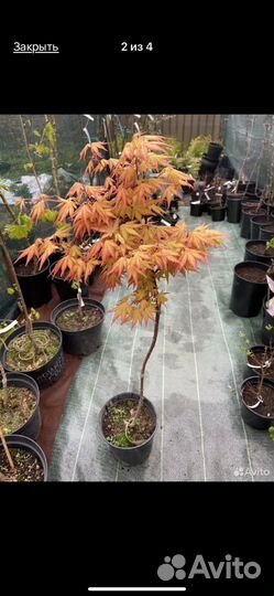 Клен дланевидный