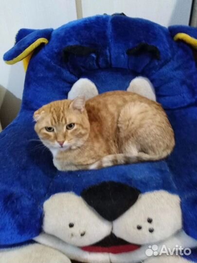 Рыжий котик