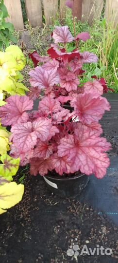 Саженцы гейхеры