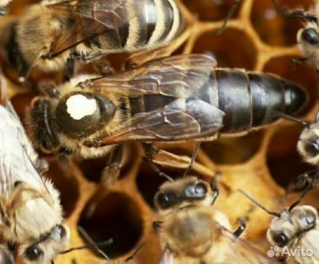 Пчелопакеты