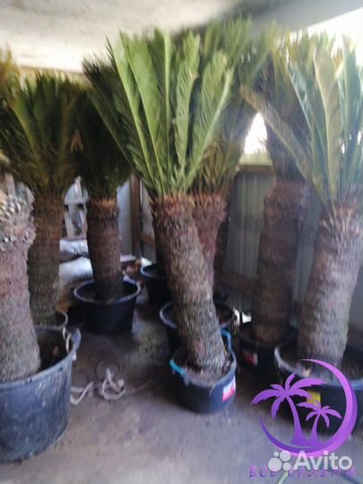 Пальма Большая Цикос (Саговник)