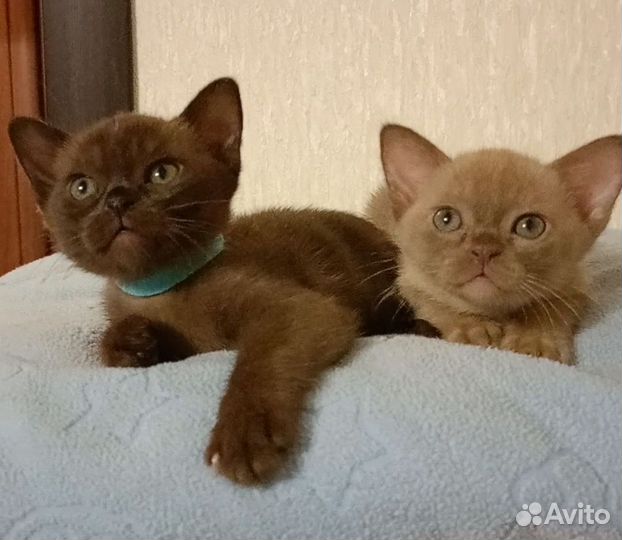 Бурманские котята