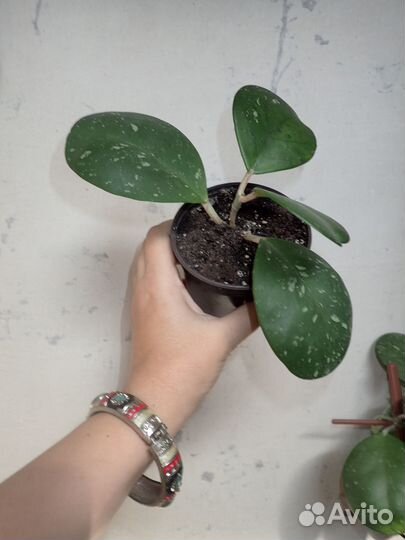 Хойя обовата obovata