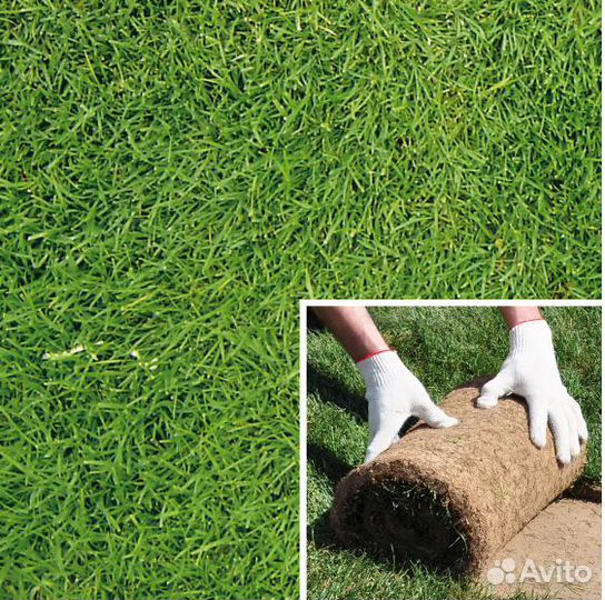 Рулонный газон