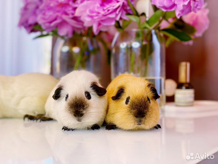 Морские свинки англ. селфы и калифорния, клетки