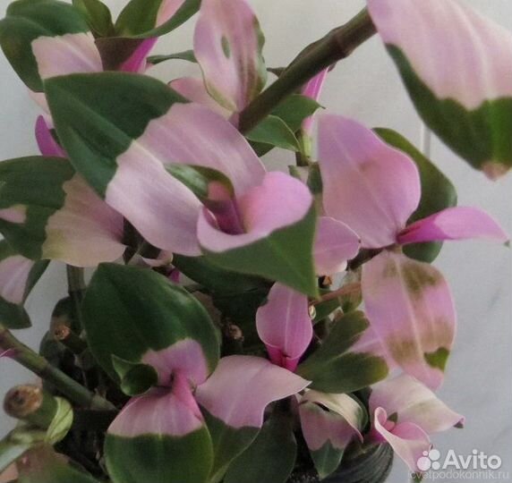 Традесканция