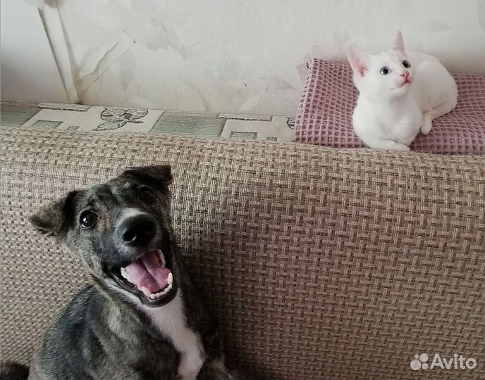 Котенок в добрые руки