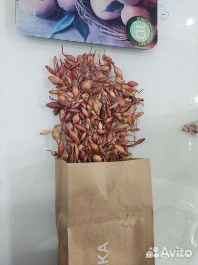 Лук севок озимый