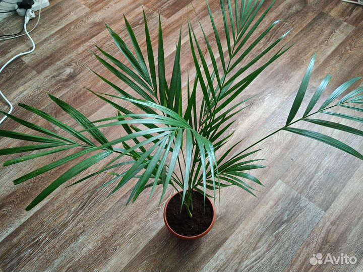 Пальма арека