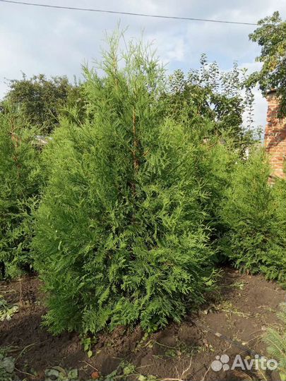 Туя Брабант