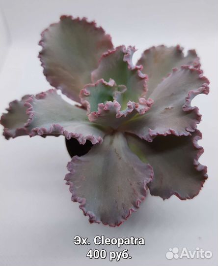 Суккуленты 2