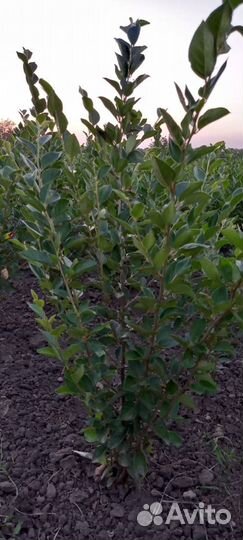 Кизильник блестящий