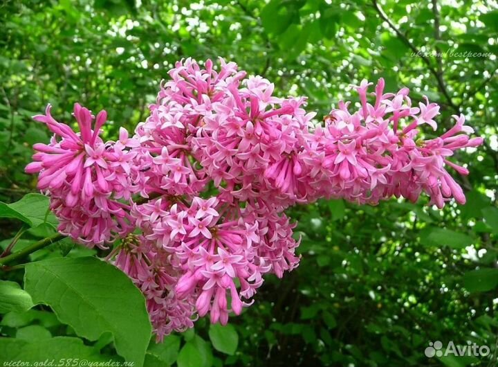 Сирень Джеймс Макфарлейн