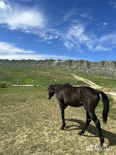 Арабские лошади