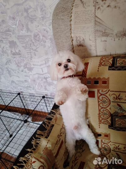 Мальтезе вязка