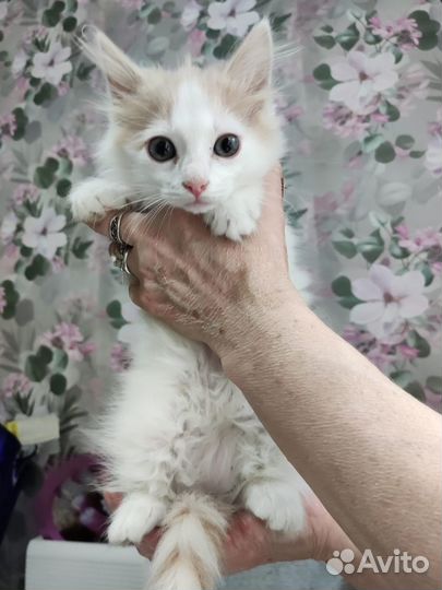 Котенок мальчишка 2 мес в добрые руки дар