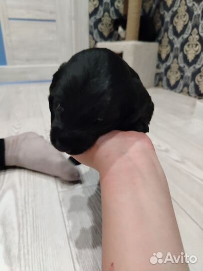 Английский кокер спаниель