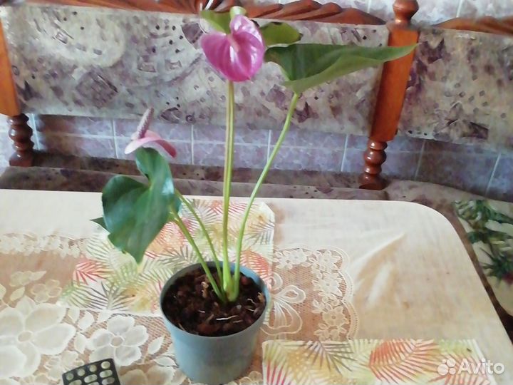 Антуриум Кавалли