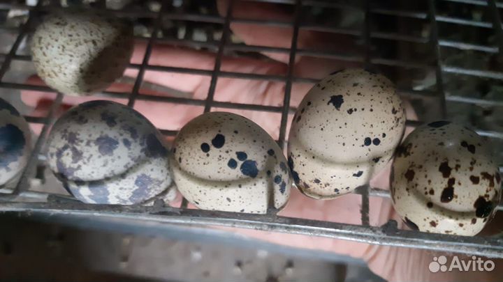 Перепелиные яйца