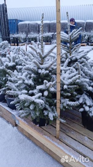 Ель, туя, сосна в горшке на века