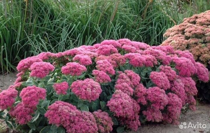 Травянистые растения