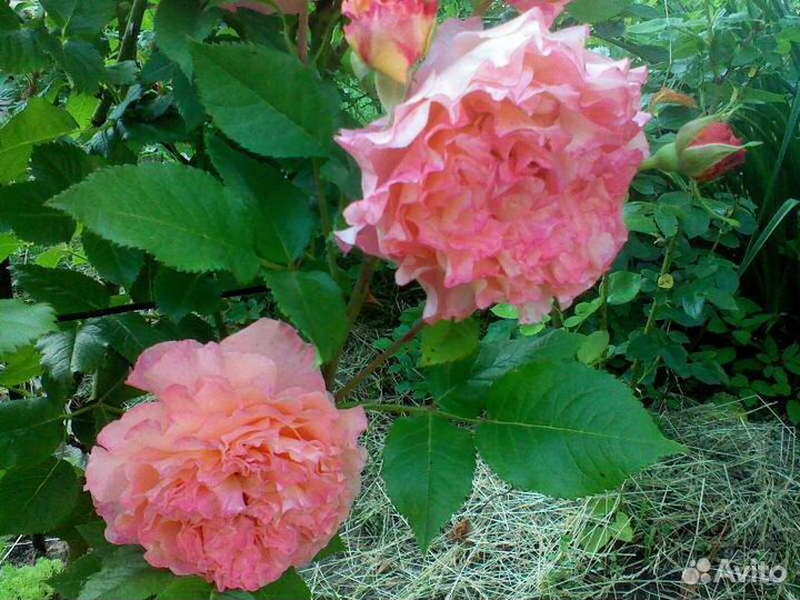 Роза флорибунда