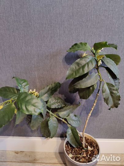 Хойя мультифлора