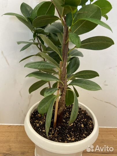 Фикус микрокарпа