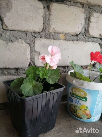 Пеларгония