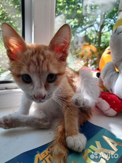 Котёнок в хорошие руки