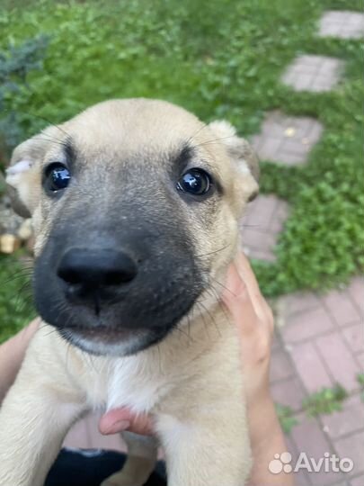 Щенки питбуля