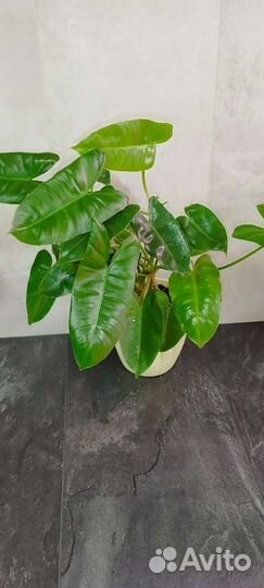 Бурле Маркс филодендрон
